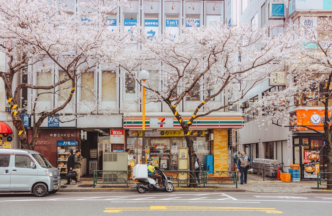 cherry blossom spring tokyo street