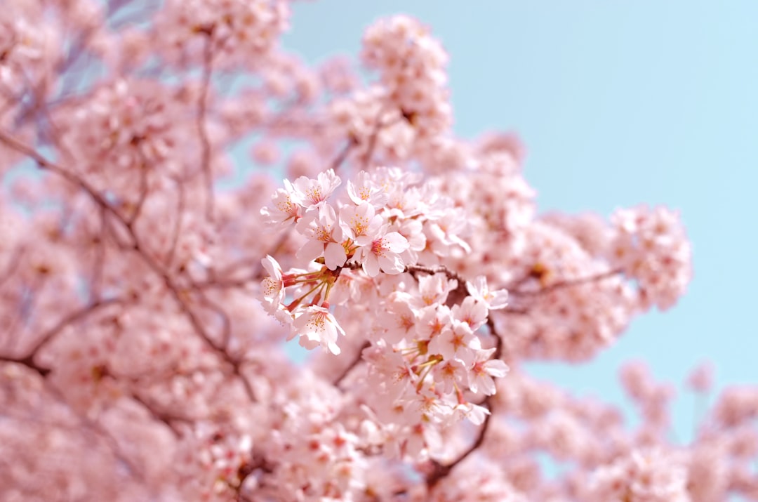 spring cherry blossom new start