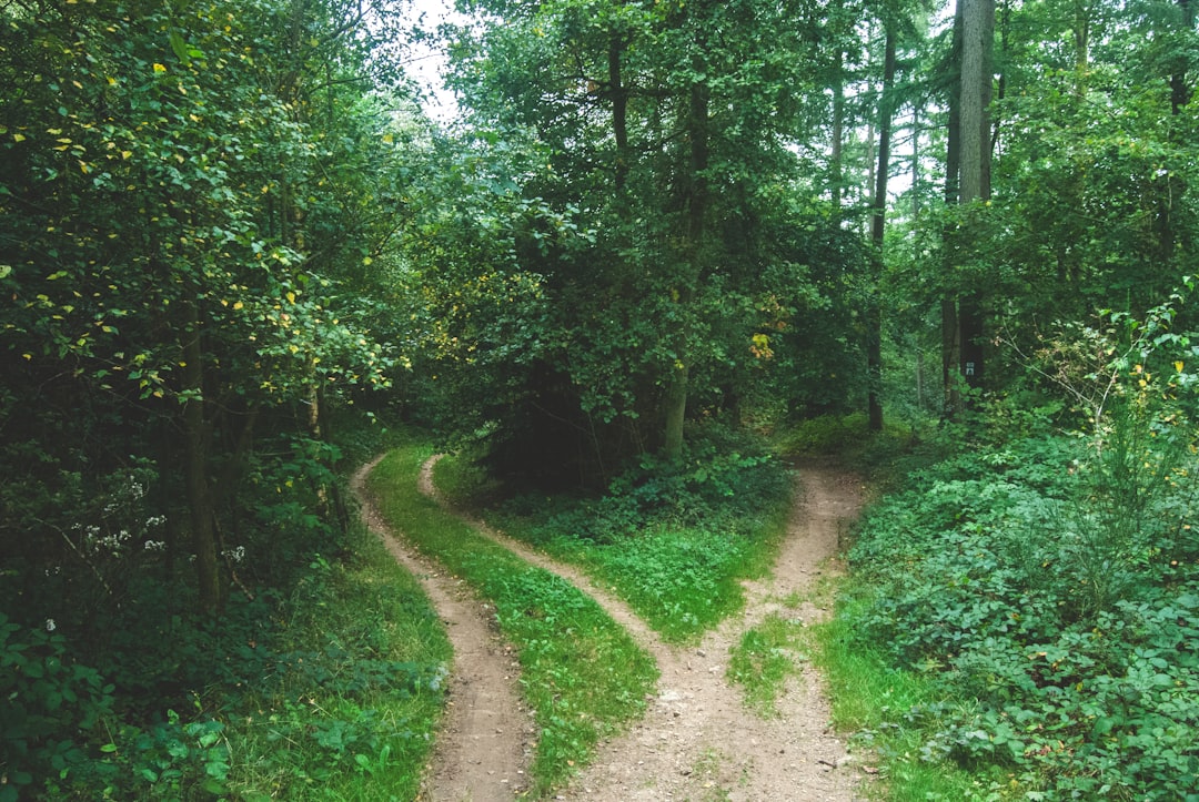decision crossroad path