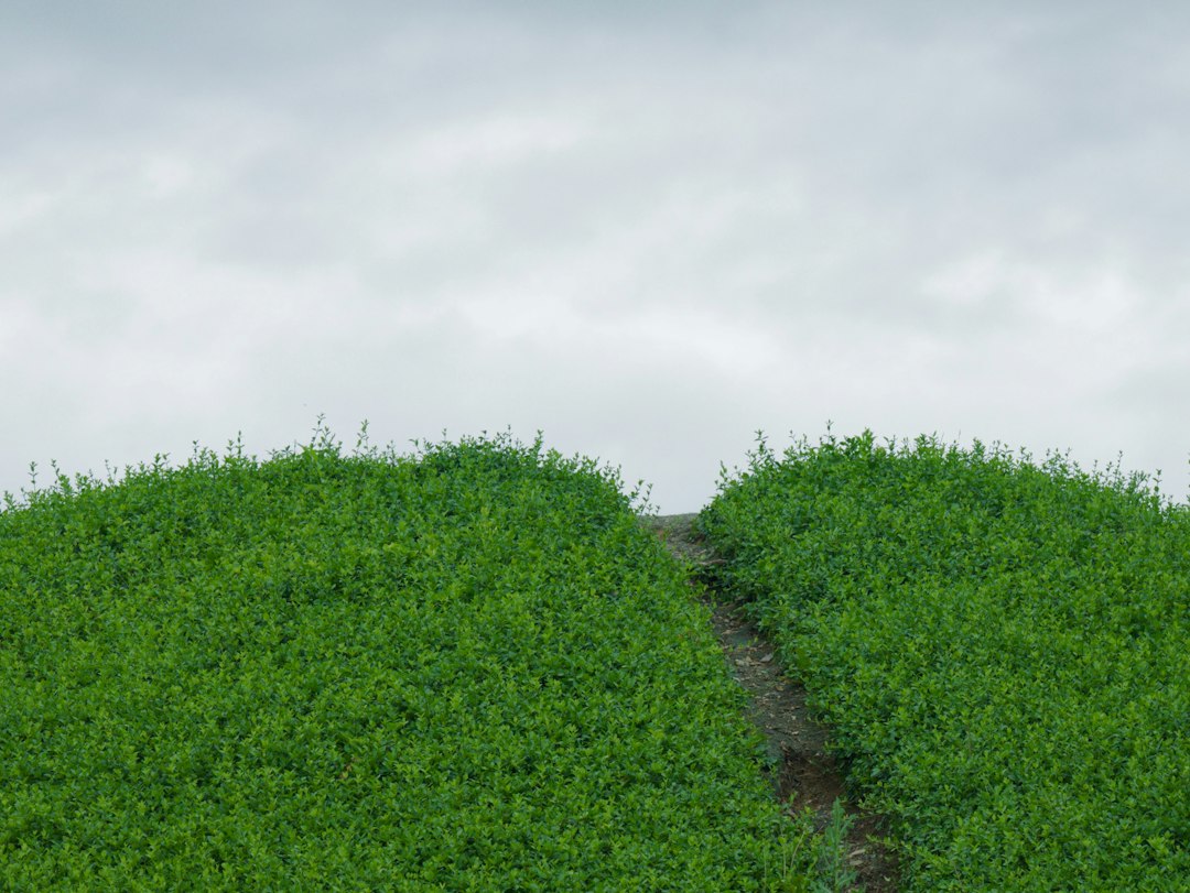two paths decision crossroad concept